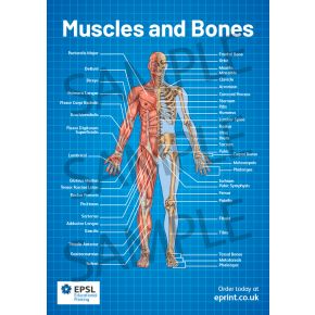 Muscles And Bones A2 Poster